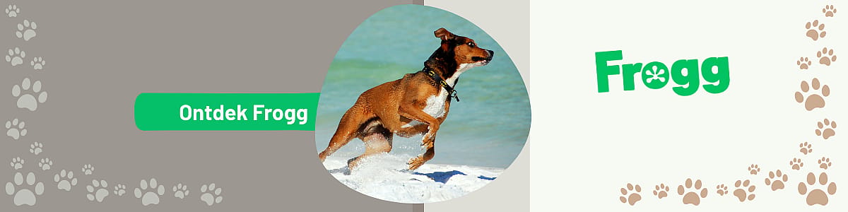 inpakker, Hondje, Hond, Zoogdier, Huisdier